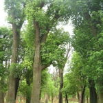 探秘趙祖輝供應(yīng)的優(yōu)質(zhì)苗木 竹柏的獨(dú)特價(jià)值與應(yīng)用