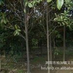 中部苗木基地強(qiáng)力供應(yīng)——瀏陽市柏加鎮(zhèn)義蘭苗圃第4頁推出竹柏等優(yōu)質(zhì)苗木
